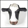 Cow by maggie Betley