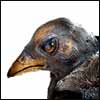 Crow